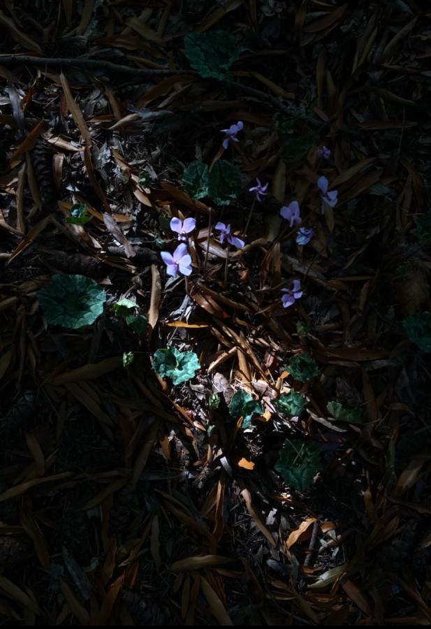 New Growth of Life - Cyclamen